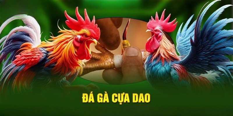 Trận đá gà cựa dao được tổ chức và điều hành bởi trọng tài