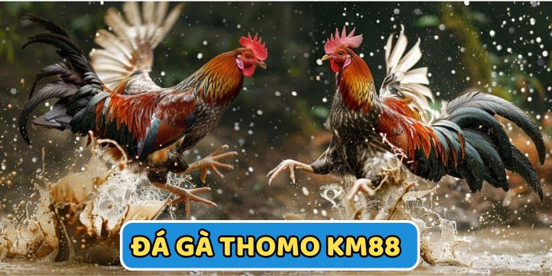 Đá Gà Thomo KM88 - Kê Chiến Kịch Tính, Kiếm Tiền Thật