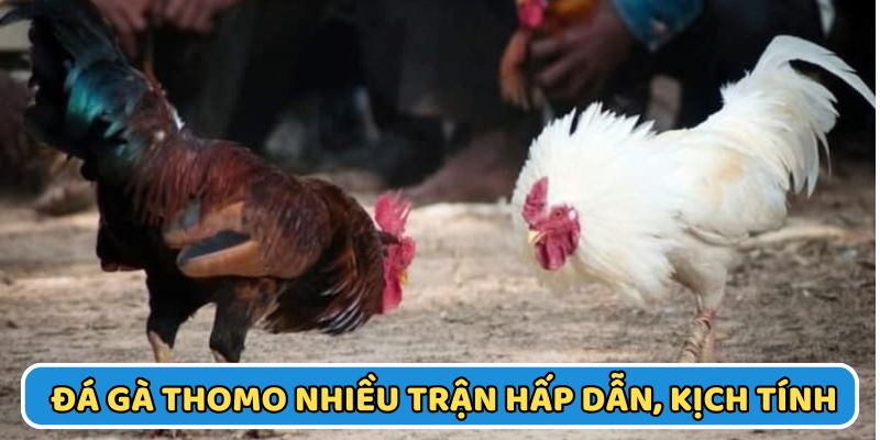 Đá gà Thomo tổ chức nhiều trận đấu hấp dẫn