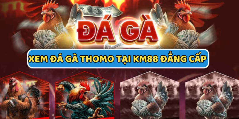 KM88 trực tiếp nhiều trận kê chiến Thomo đẳng cấp